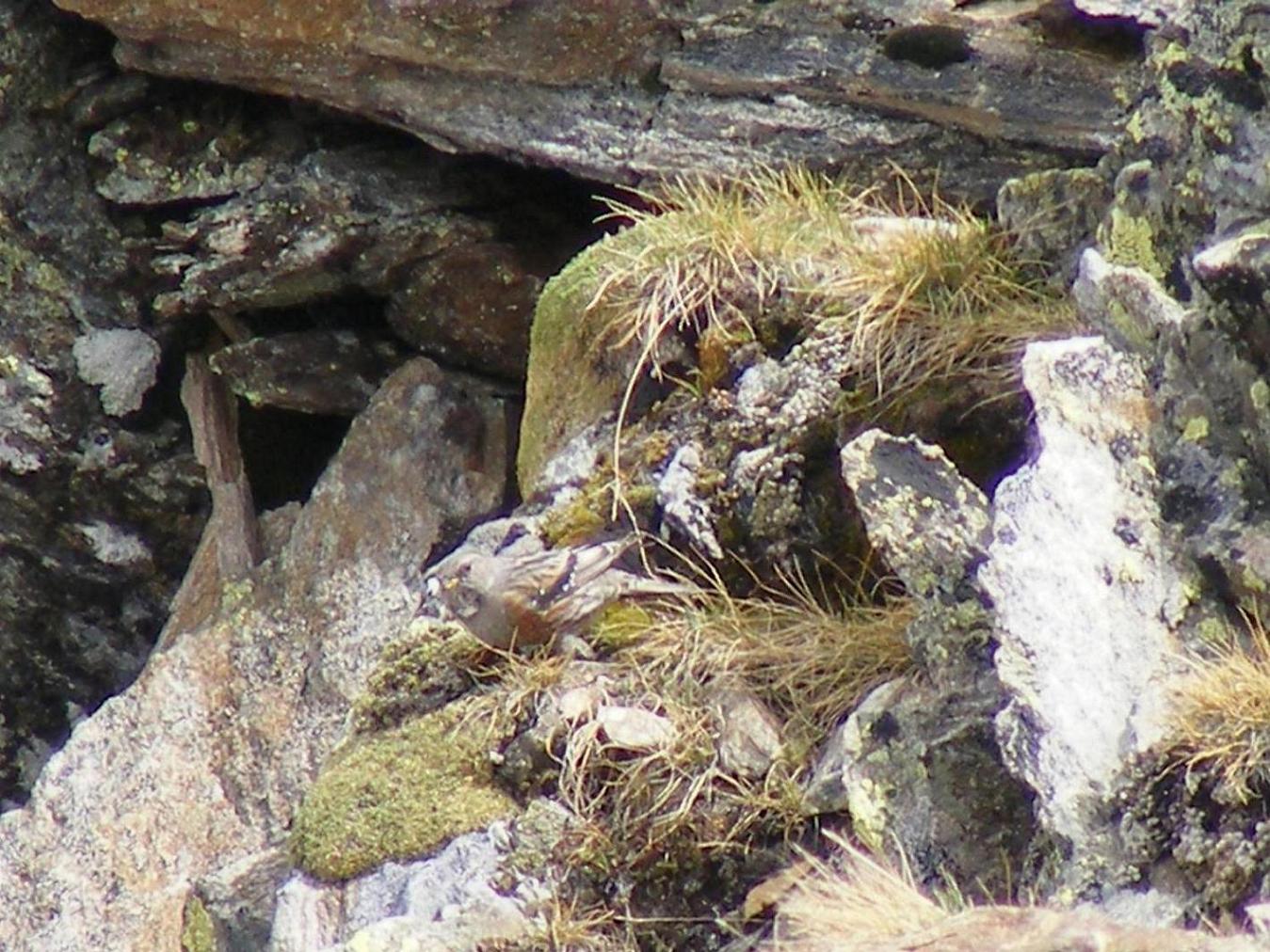 Lagopus mutus / Pernice bianca